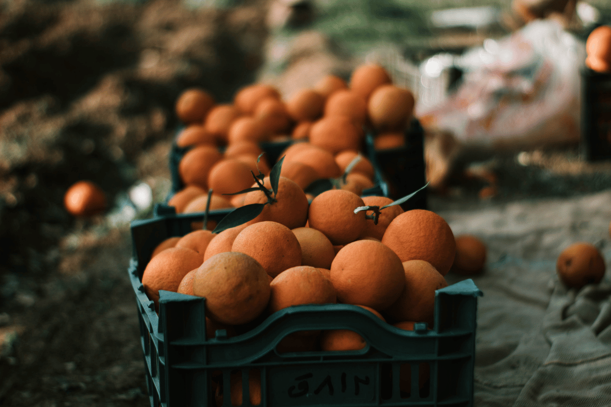 regenerative orange farming.png